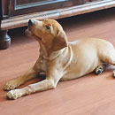 Love Dogs Adestramento Rio