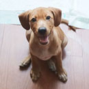 Love Dogs Adestramento Rio