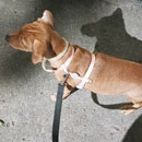 Love Dogs Adestramento Rio