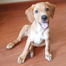 Love Dogs Adestramento Rio.