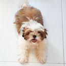 Love Dogs Adestramento Rio