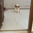 Love Dogs Adestramento Rio