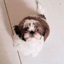 Love Dogs Adestramento Rio