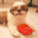 Love Dogs Adestramento Rio.