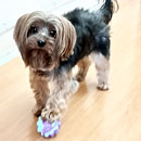 Love Dogs Adestramento Rio