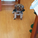 Love Dogs Adestramento Rio