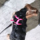 Love Dogs Adestramento Rio