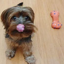 Love Dogs Adestramento Rio.