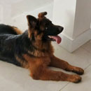 Love Dogs Adestramento Rio.