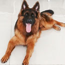 Love Dogs Adestramento Rio.