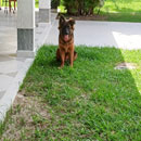 Love Dogs Adestramento Rio.