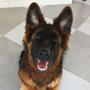 Love Dogs Adestramento Rio.