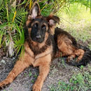 Love Dogs Adestramento Rio.