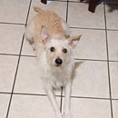 Love Dogs Adestramento Rio