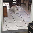 Love Dogs Adestramento Rio