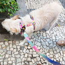 Love Dogs Adestramento Rio