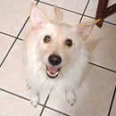 Love Dogs Adestramento Rio.