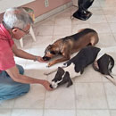 Love Dogs Adestramento Rio