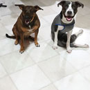 Love Dogs Adestramento Rio