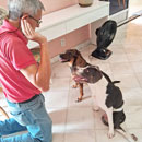 Love Dogs Adestramento Rio