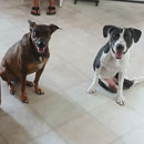 Love Dogs Adestramento Rio.