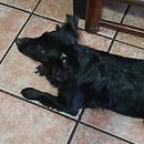 Love Dogs Adestramento Rio