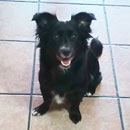 Love Dogs Adestramento Rio