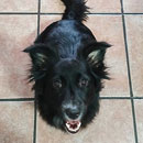 Love Dogs Adestramento Rio.