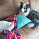 Love Dogs Adestramento Rio