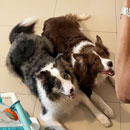 Love Dogs Adestramento Rio