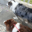 Love Dogs Adestramento Rio