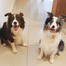 Love Dogs Adestramento Rio