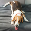 Love Dogs Adestramento Rio