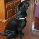 Love Dogs Adestramento Rio