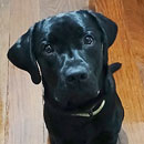 Love Dogs Adestramento Rio