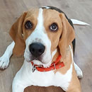 Love Dogs Adestramento Rio