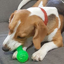 Love Dogs Adestramento Rio