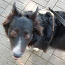 Love Dogs Adestramento Rio