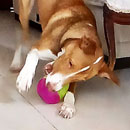 Love Dogs Adestramento Rio