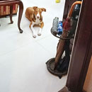 Love Dogs Adestramento Rio