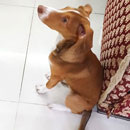 Love Dogs Adestramento Rio