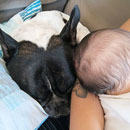 Love Dogs Adestramento Rio