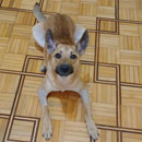 Love Dogs Adestramento Rio