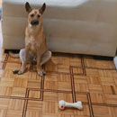 Love Dogs Adestramento Rio