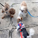 Love Dogs Adestramento Rio