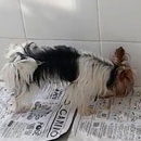 Love Dogs Adestramento Rio