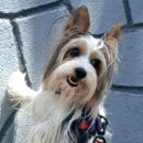 Love Dogs Adestramento Rio.