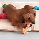 Love Dogs Adestramento Rio