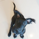 Love Dogs Adestramento Rio