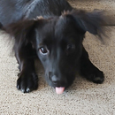 Love Dogs Adestramento Rio.